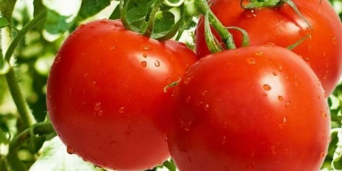 Kako hraniti paradajz tokom cvetanja